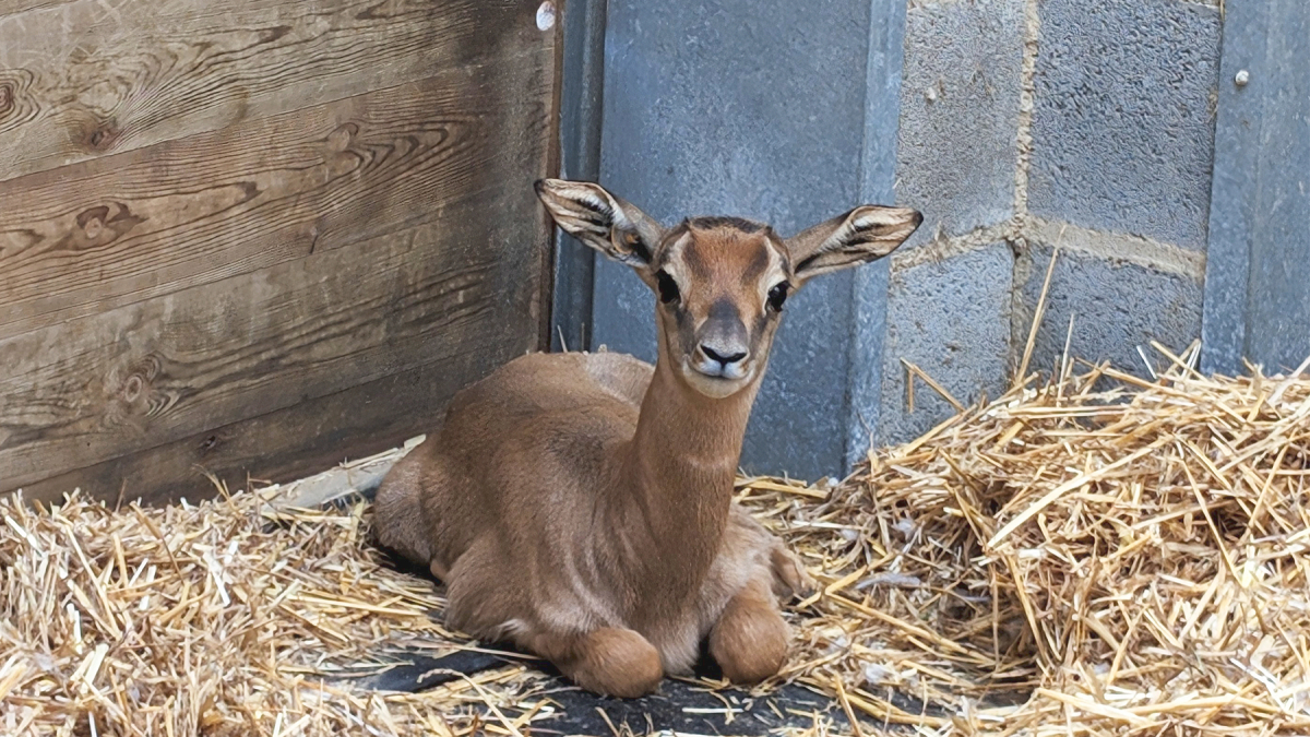 Gasela dama mohor nascuda al Zoo de Barcelona.