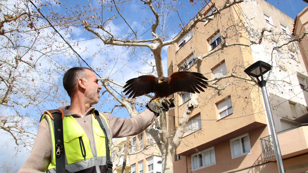 Un dels falcons utilitzats per fer frenar les poblacions de coloms i estornells arribant a la mà d'un dels treballadors.