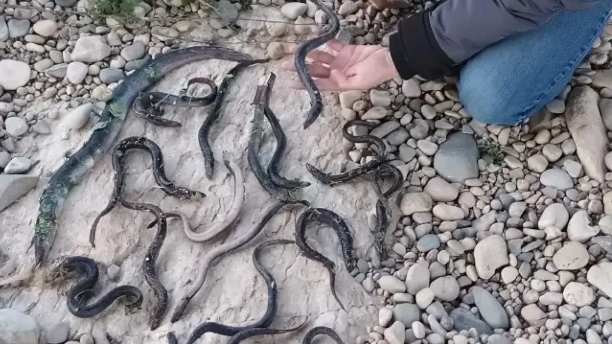 Varios ejemplares de anguila encontrados en el río Francolí.