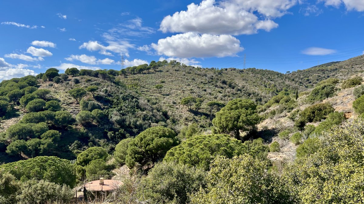 Zona boscosa al costat de l'Hospital de Can Ruti de Badalona.