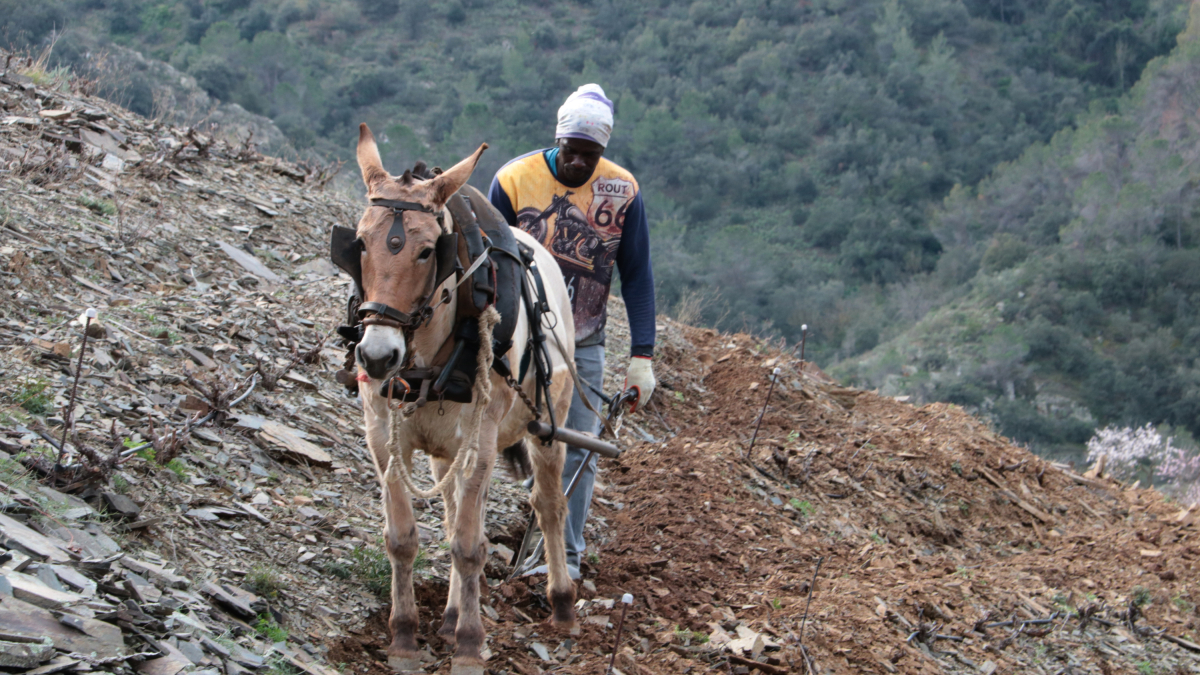 L'Ibou Lur llaura amb la mula Bayo el Tros de la Teresina, al terme municipal de Porrera.