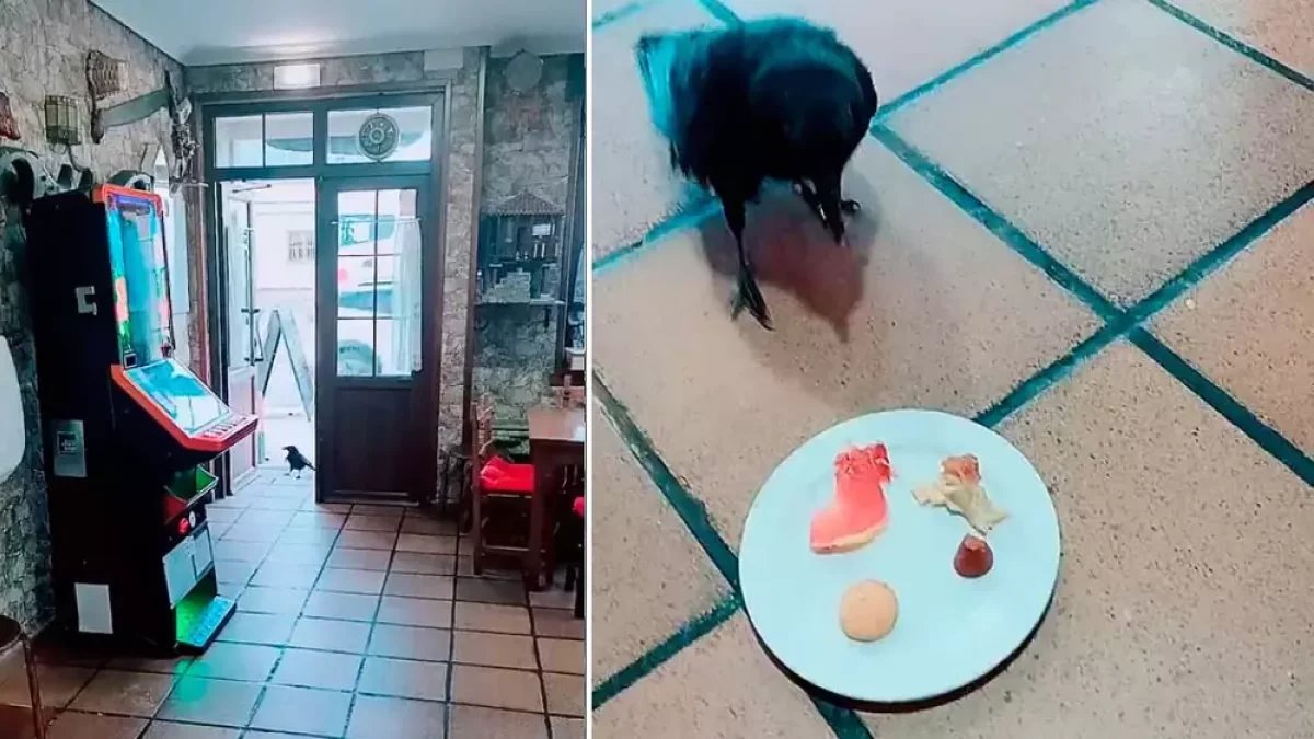 Imagen del cuervo Paco.