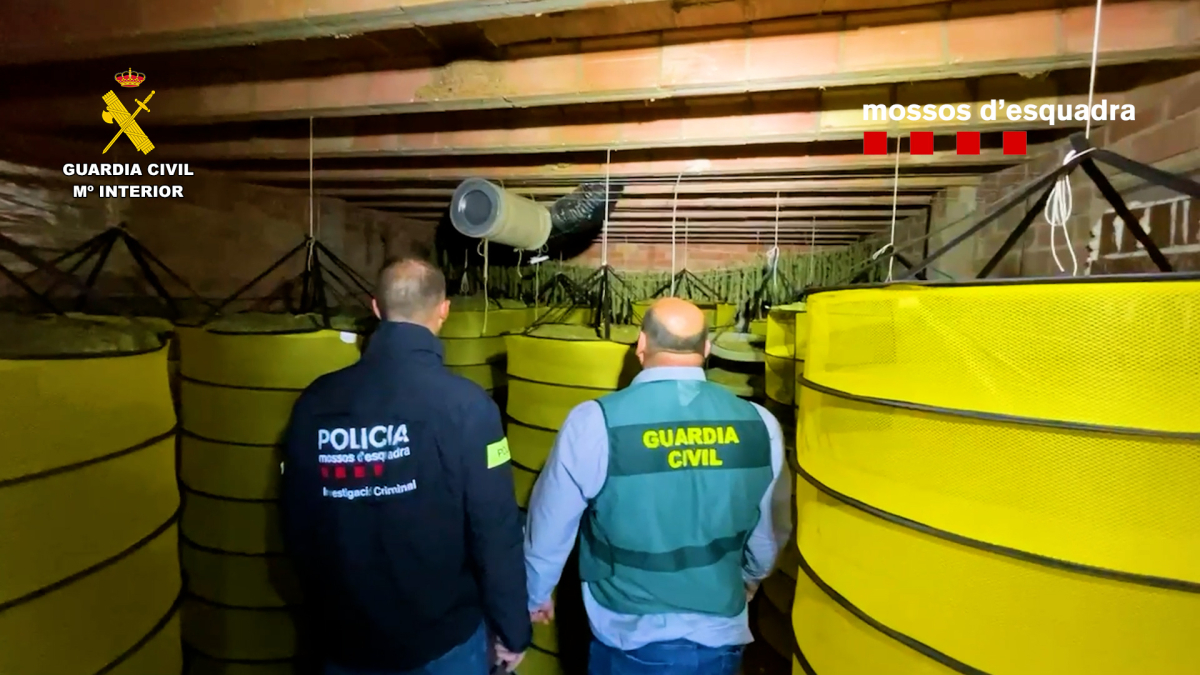 Los cuerpos policiales en una plantación.