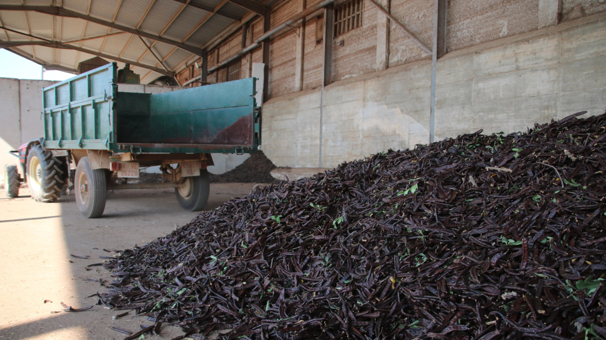 Algarrobas en el suelo y en un remolque en la Cooperativa Comercial Garrofa de Mont-roig del Camp.