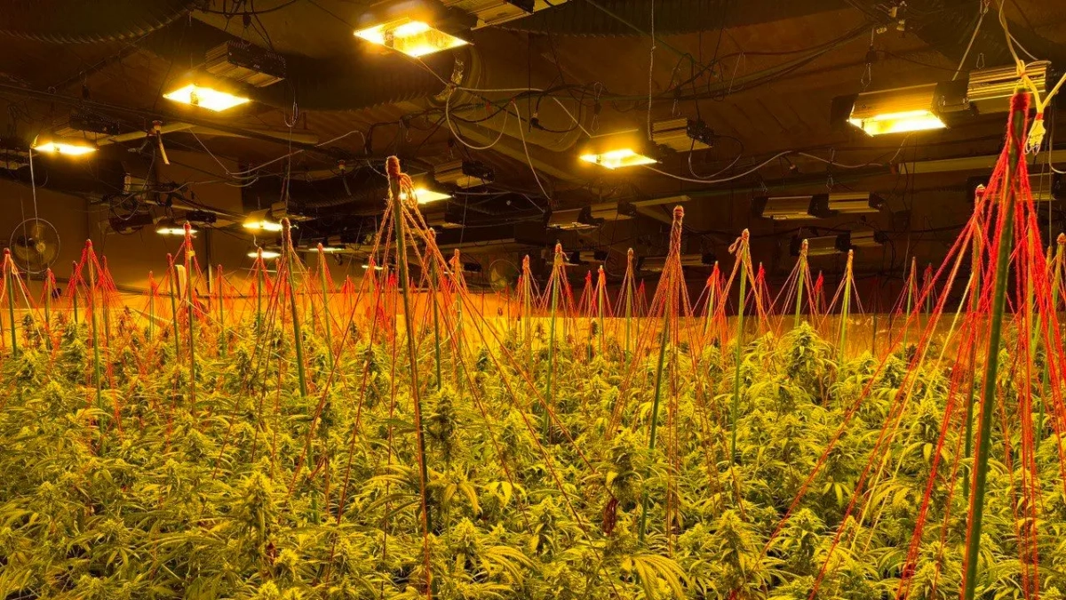 Plantación de marihuana en una granja en el polígono Cometes de Torrebesses (Segrià).