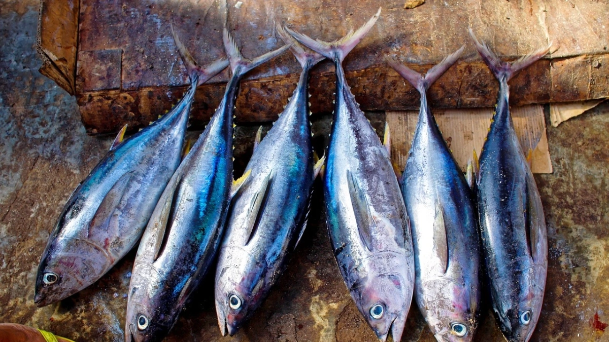 España es el país europeo que más atún rojo pesca, con 6.783,67 toneladas