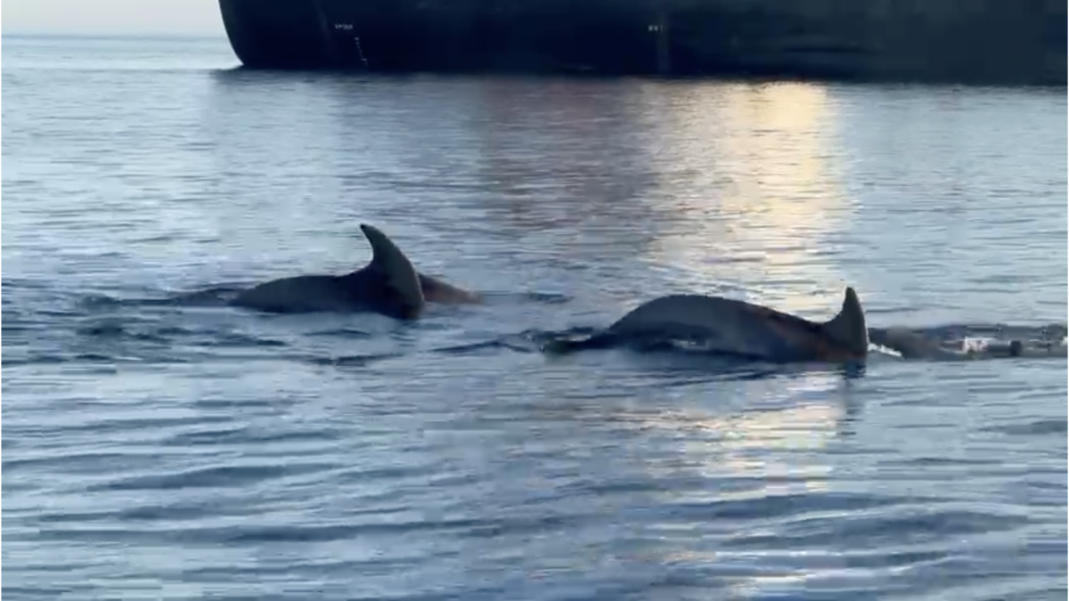 Imatge del vídeo dels dofins albirats a la costa de Tarragona