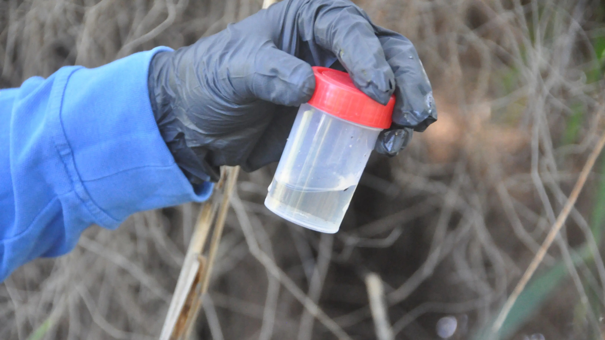 El tratamiento se hace en los Muntanyans y en otras zonas donde el agua se encharca regularmente.