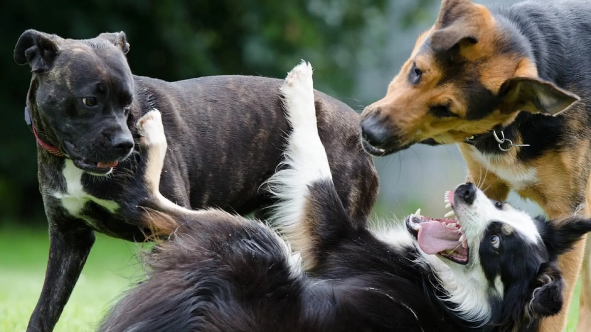 Imagen de unos perros.