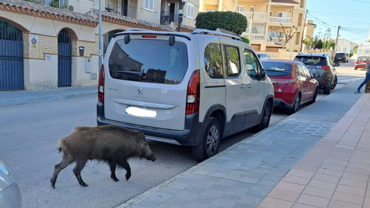 Imagen del jabalí en Torredembarra.