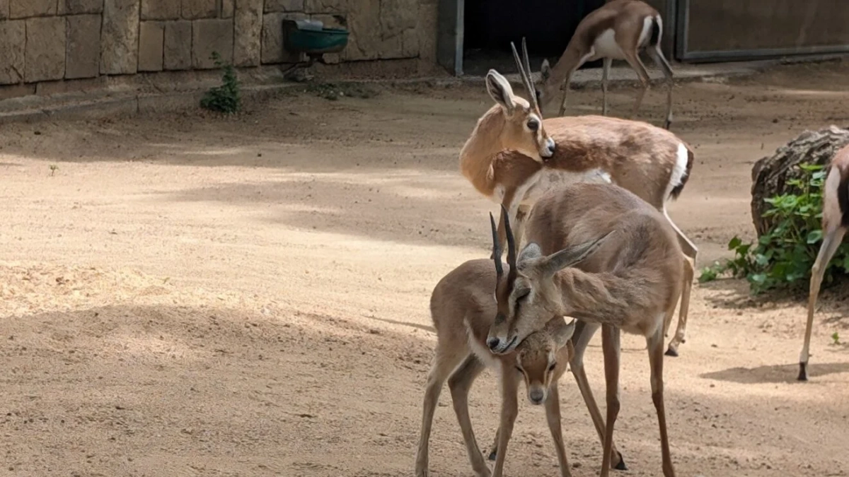Una de les noves gaseles dorcas nascudes al Zoo de Barcelona