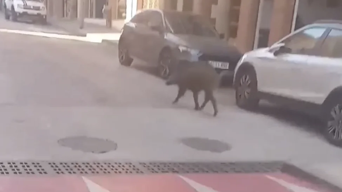 Imagen del vídeo del jabalí grabado por un peatón