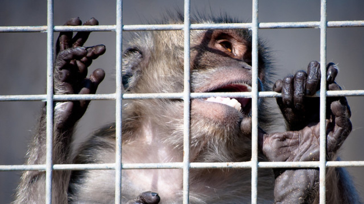 Imatge d’un macaco a la granja de Camarles.