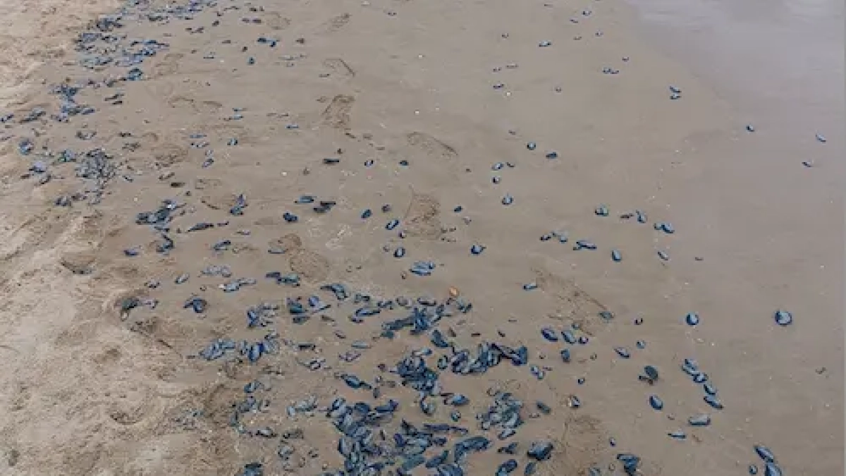 Les velellas llenan la arena de la playa Llarga de Tarragona.