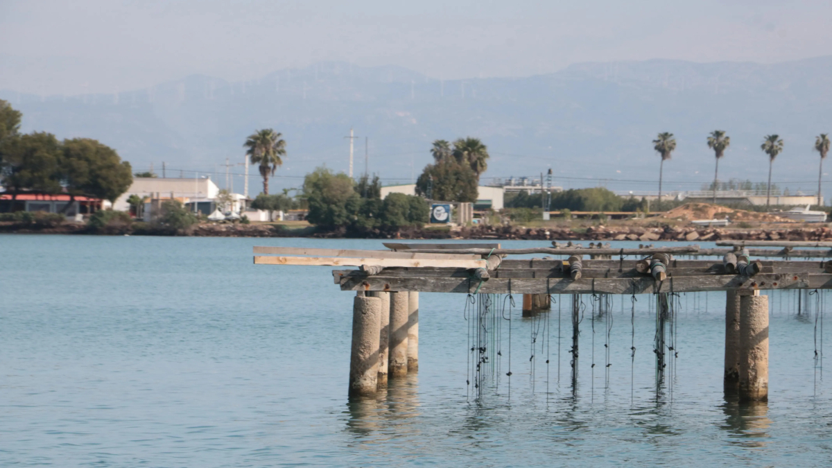 En la bahía de los Alfacs hay 90 mejilloneras donde se produce el 90% de mejillones del Delta.