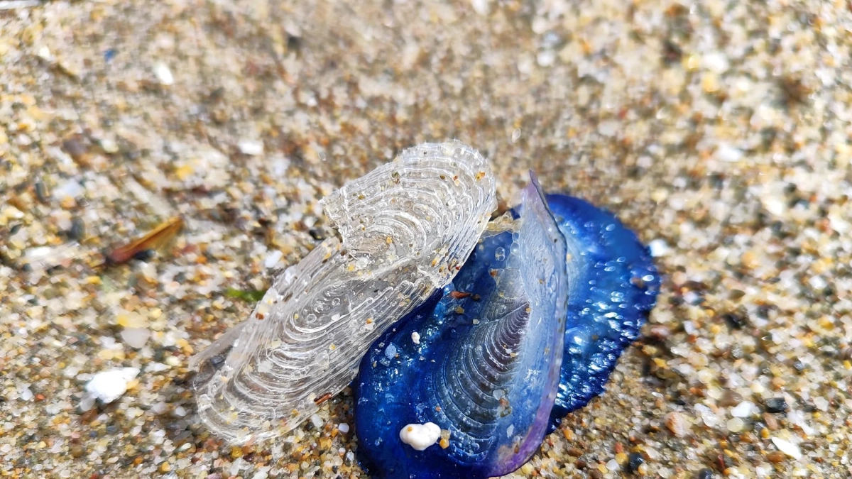 Imagen de una velella en la arena