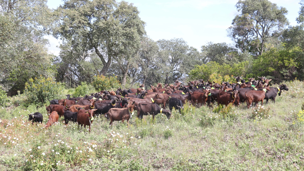Un rebaño de cabras pastura por una zona de las Gavarres para limpiar el bosque y prevenir incendios forestales.