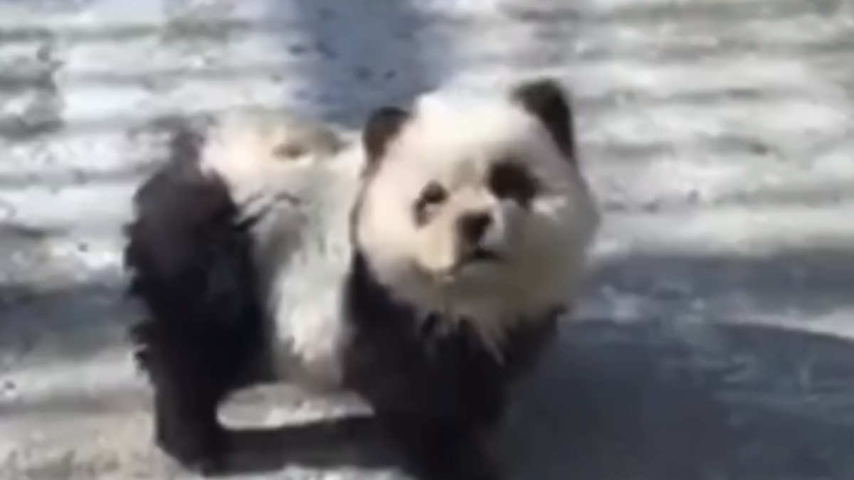 Imagen de uno de los perros teñidos como si fueran osos pandas en el zoológico.