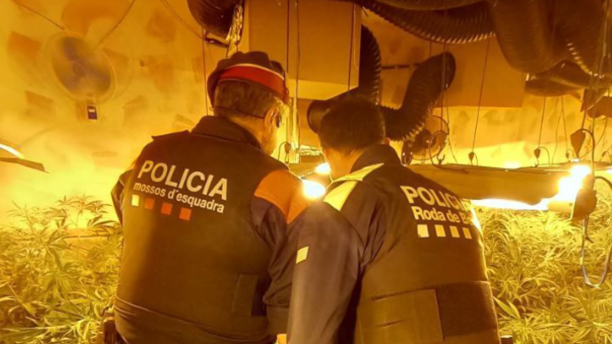 Plantació marihuana Roda