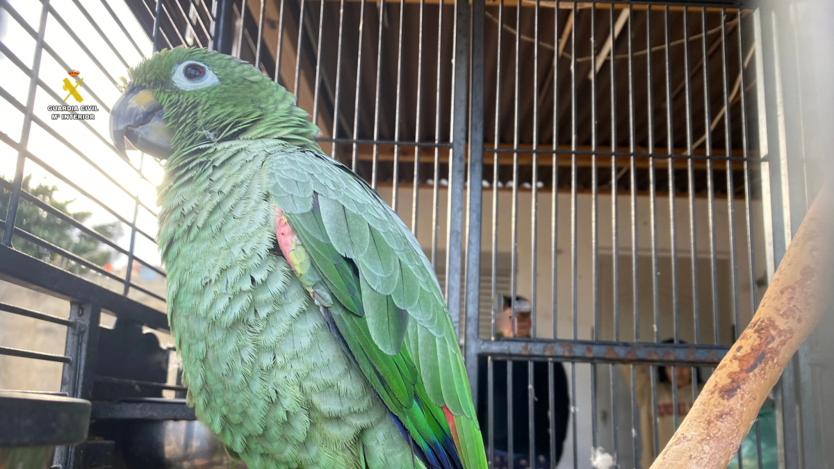 Imatge del lloro intervingut.