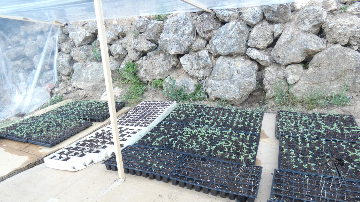 Imatge del cultiu descobret pels Mossos.