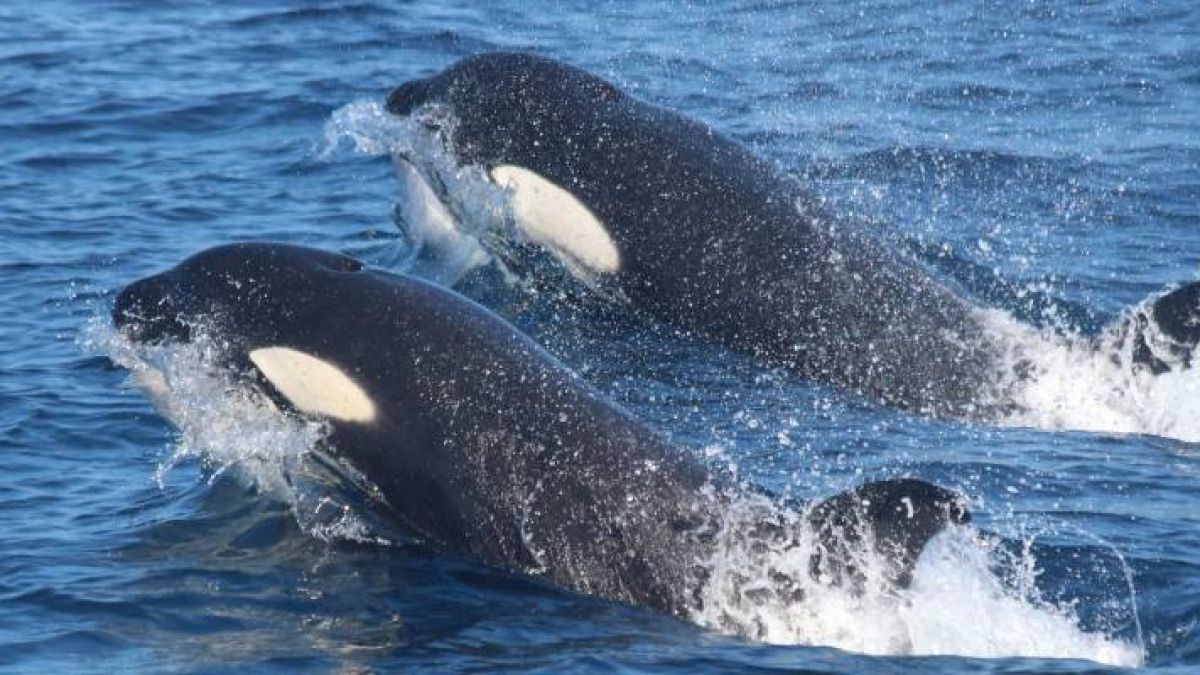 Imatge d'arxiu de dues orques.
