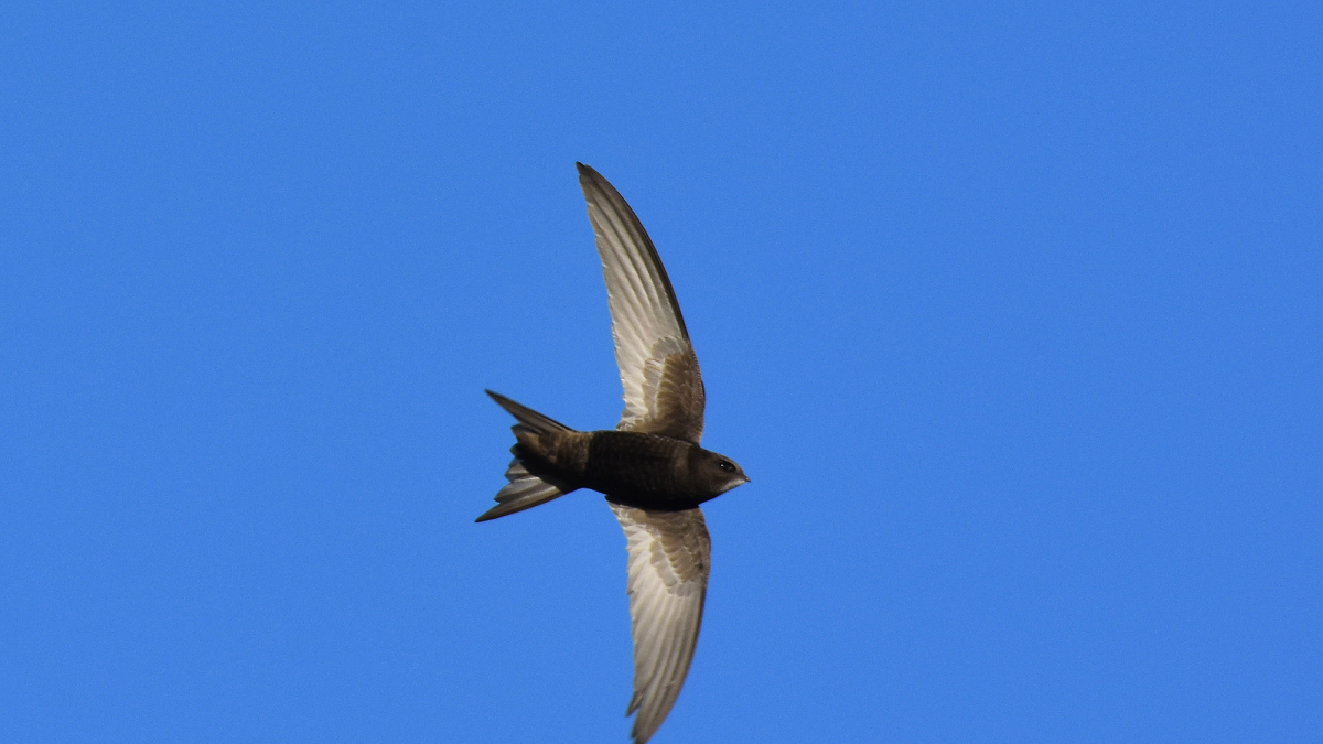 El falciot negre, que sovint es confon amb l’oreneta, és una au migratòria que torna a la primavera.