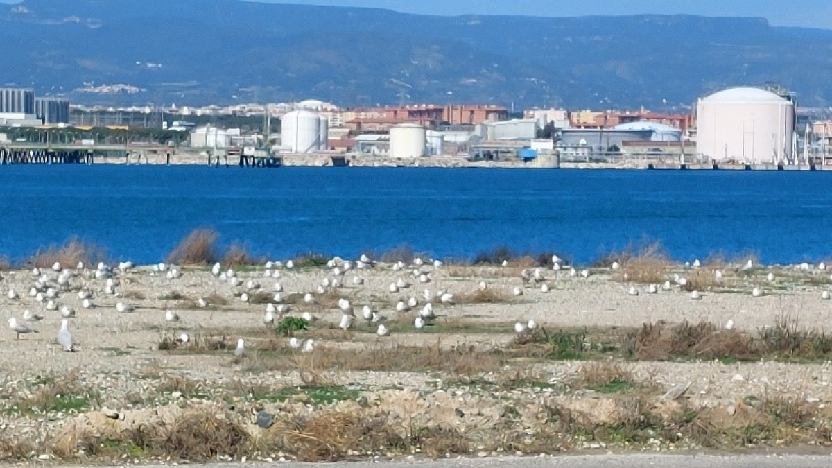 Diverses gavines corsa al Port.