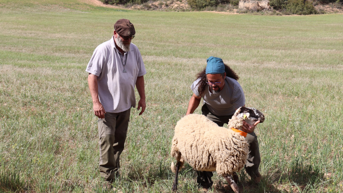 Un dels alumnes del curs de pasturatge de Concactiva intentant agafar una ovella.