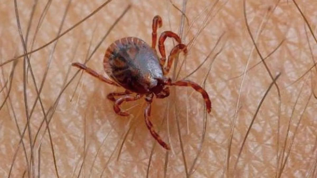 Imagen de la garrapata 'Hylomma lusitancium' que prolifera en Tarragona.