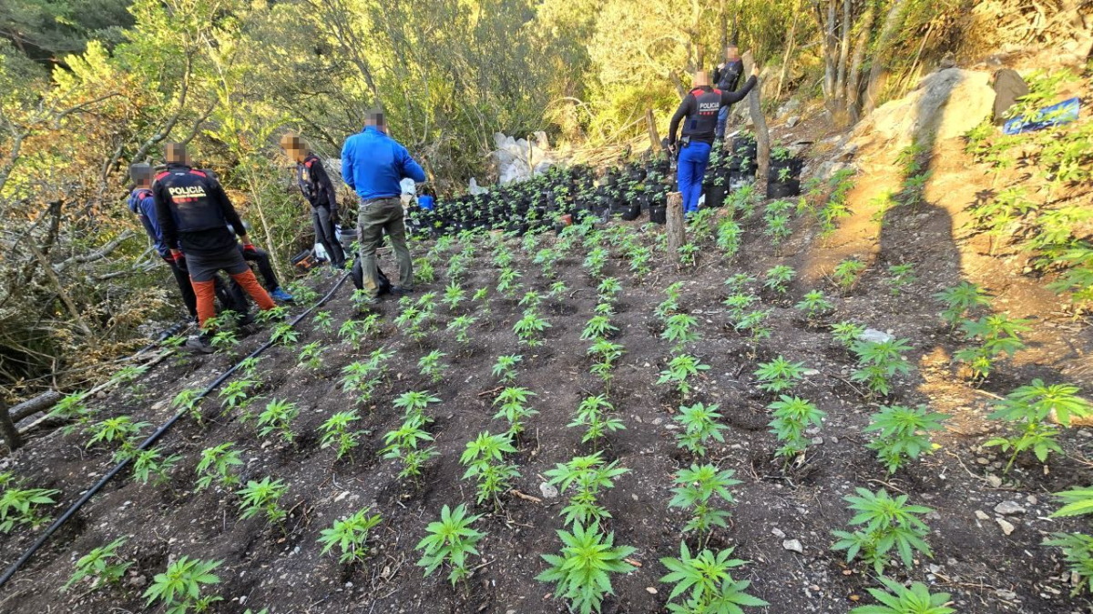 Plantació marihuana La Febró