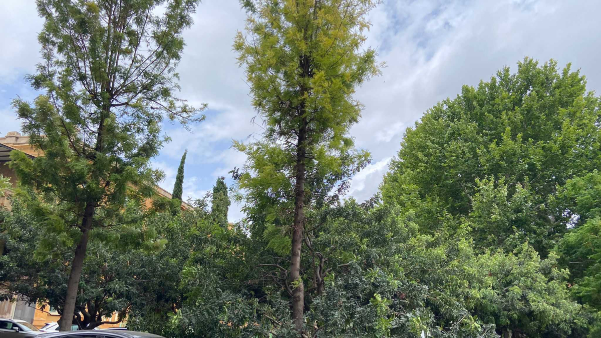 Arbre caigut Manuel de Falla