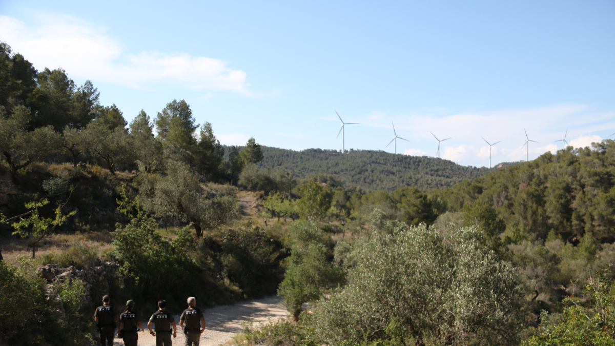 Quatre agents rurals recorren una pista que dona accés a la Picosa, a Móra d'Ebre.