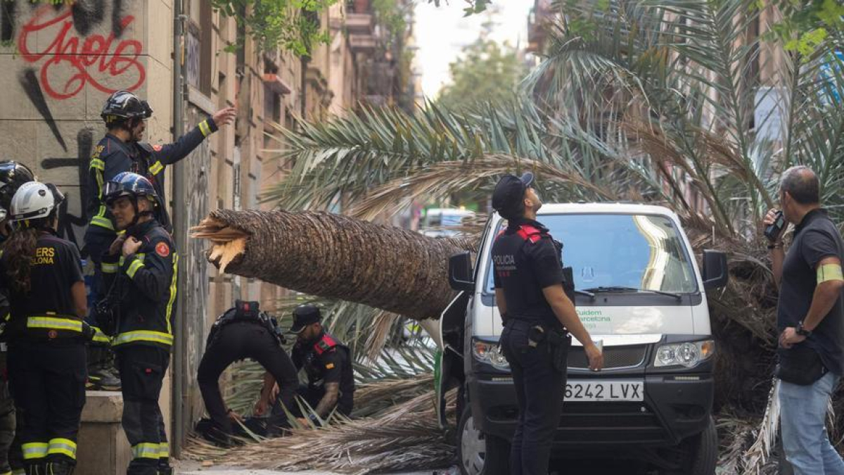 Imatge de la palmera caiguda a Barcelona.