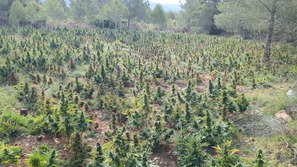 La plantació de marihuana que els Mossos d'Esquadra han desmantellat al Pont d'Armentera.