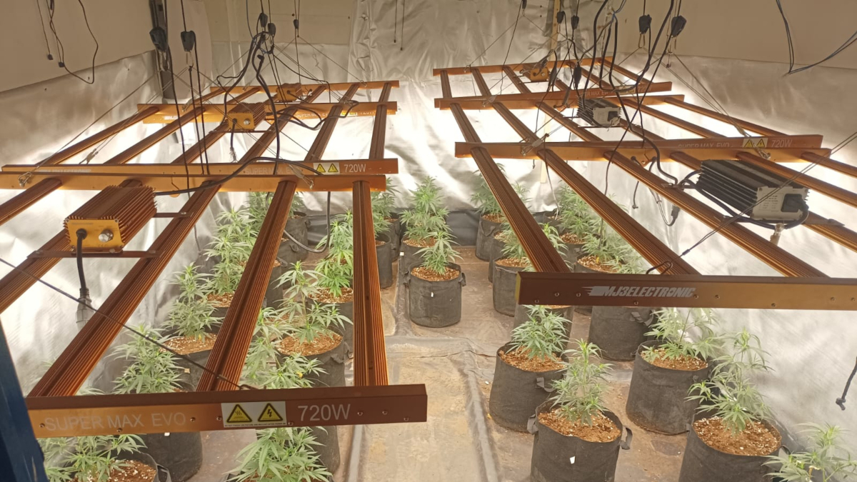 Plantación intervenida en una nave industrial de Agro-Reos.