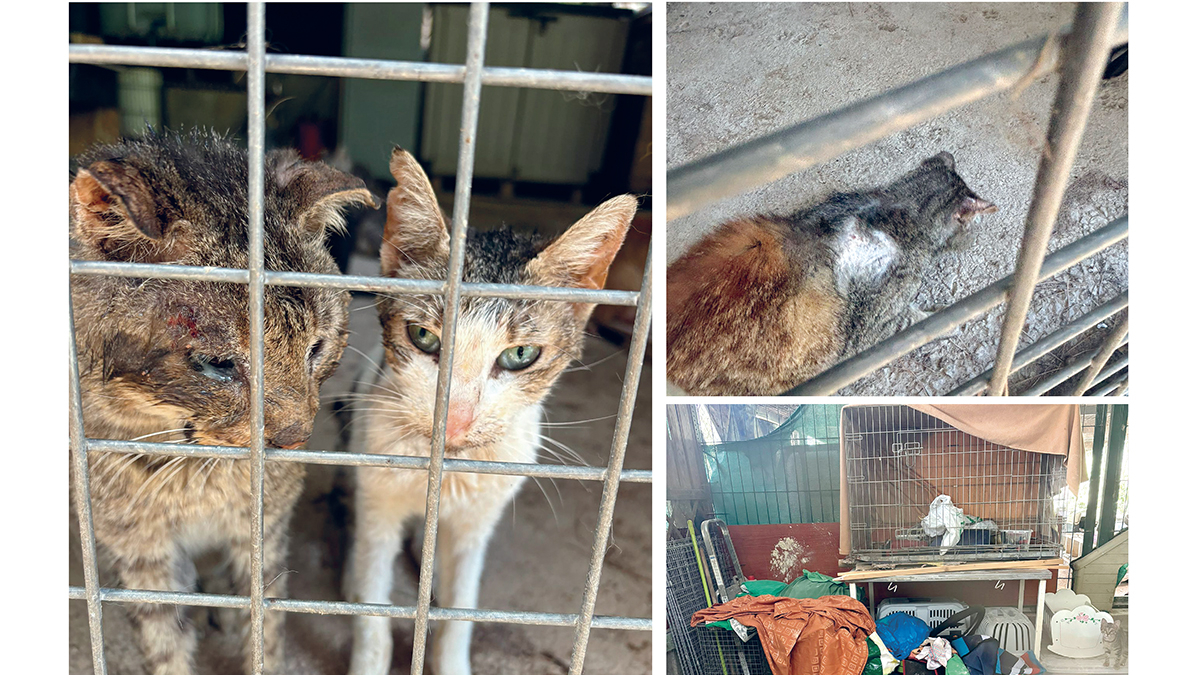 El estado de los animales y de las instalaciones de La Pobla de Mafumet Gats.