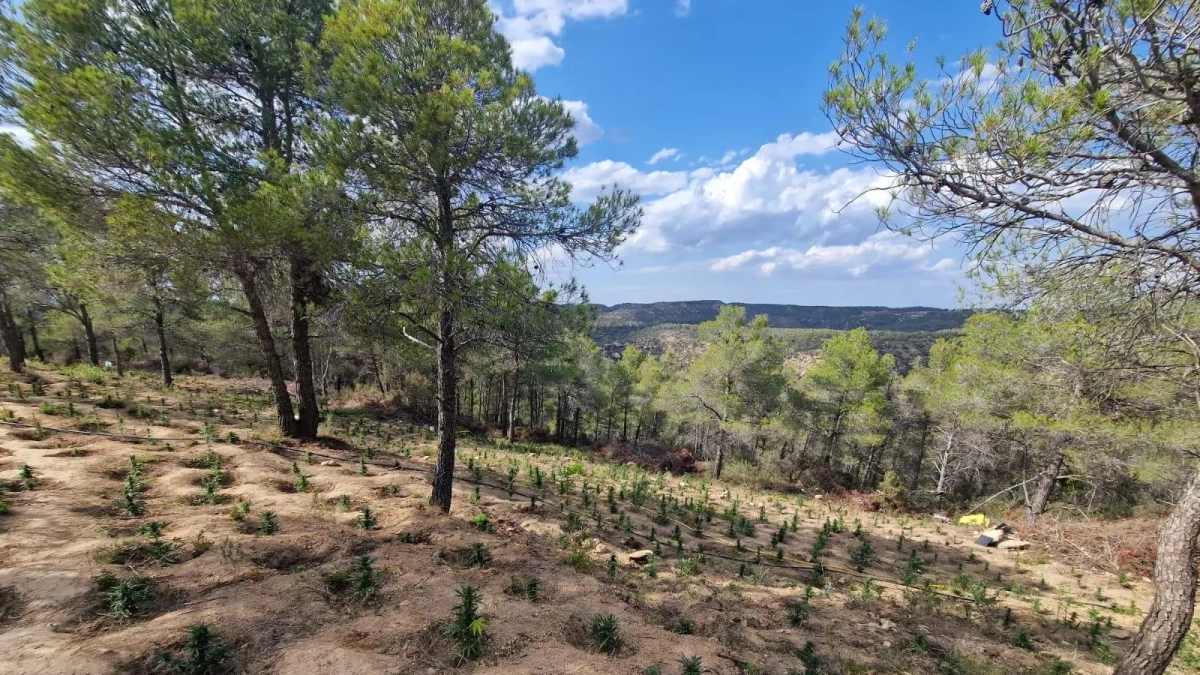 Imagen de la plantación de marihuana de Batea.