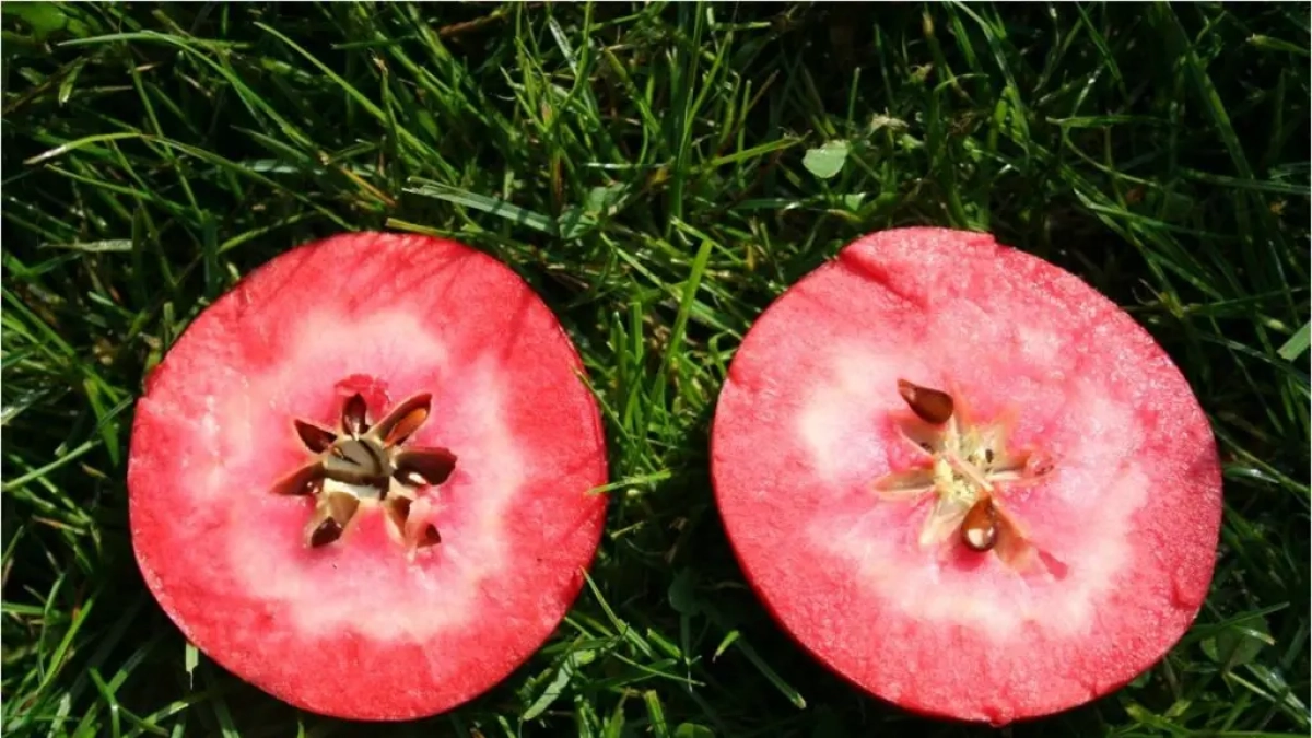 Pomes de polpa vermella.