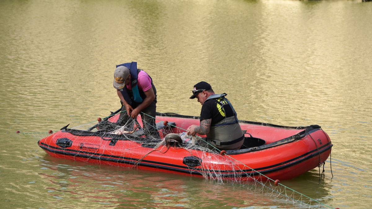 Tècnics de la Confederació Hidrogràfica del Xúquer treballant en l'extracció de peixos del pantà d'Ulldecona amb una llanxa.