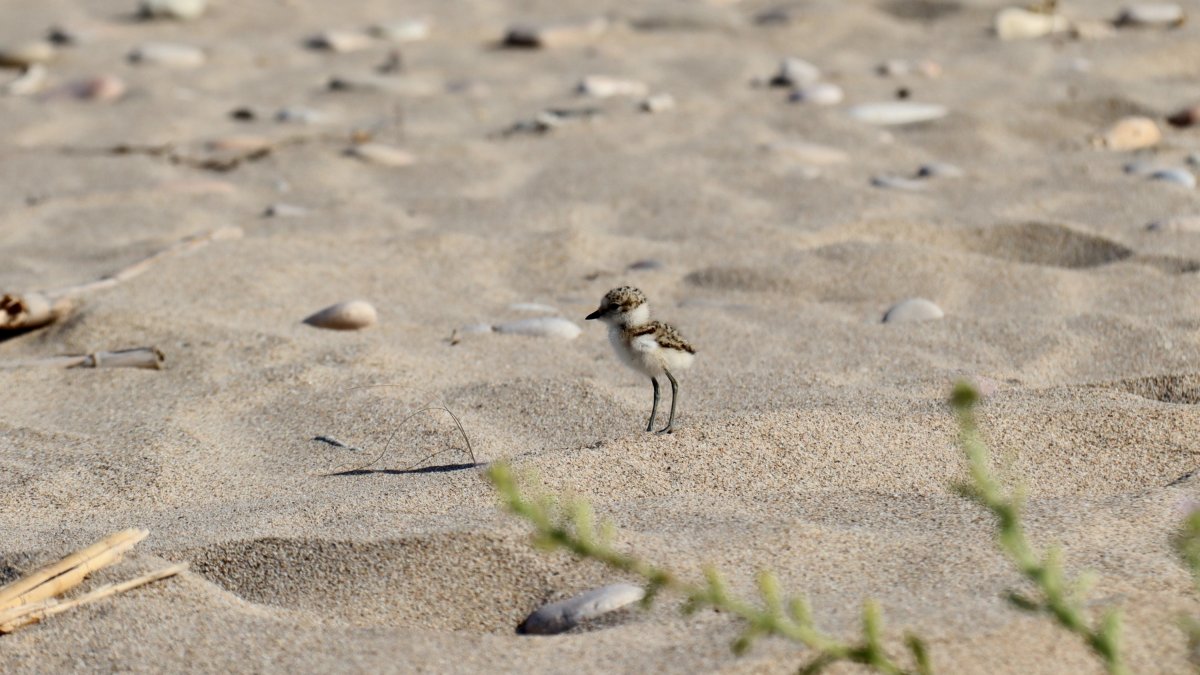 Uno de los polluelos de chorlitejo patinegro que han nacido en la playa de Tamarit
