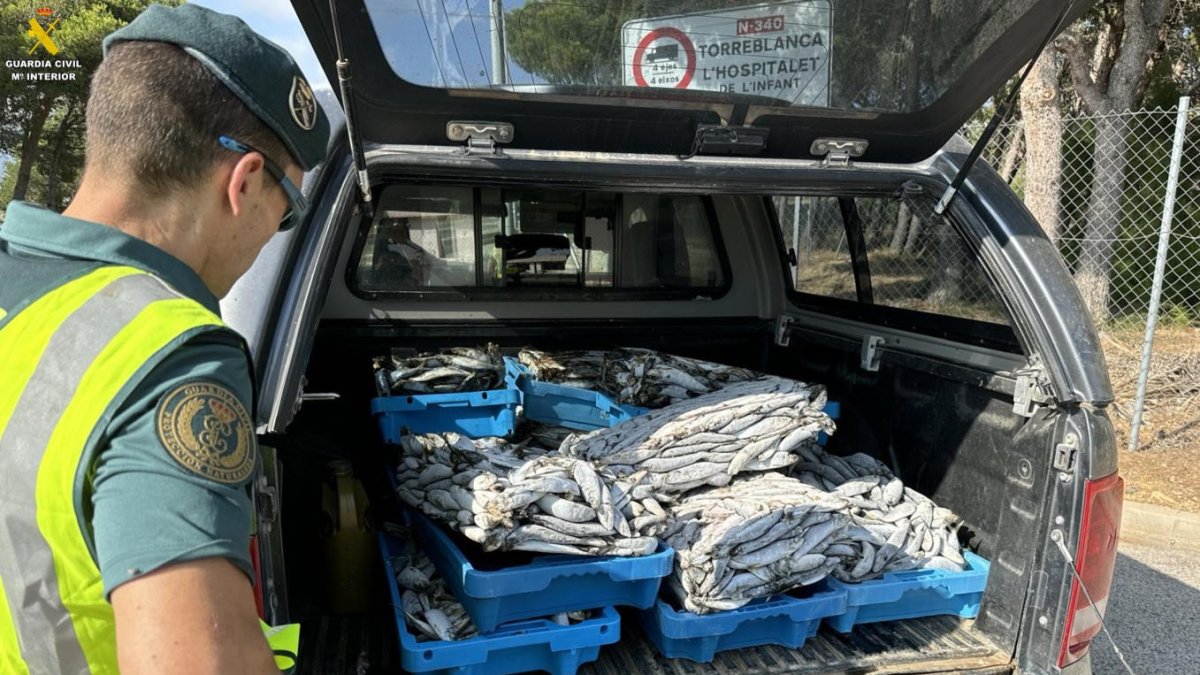 Imagen del dispositivo de la Guardia Civil en las lonjas del Ebre.