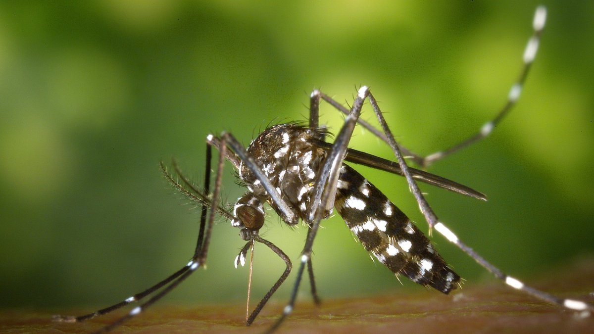 Imatge d’arxiu d’un mosquit