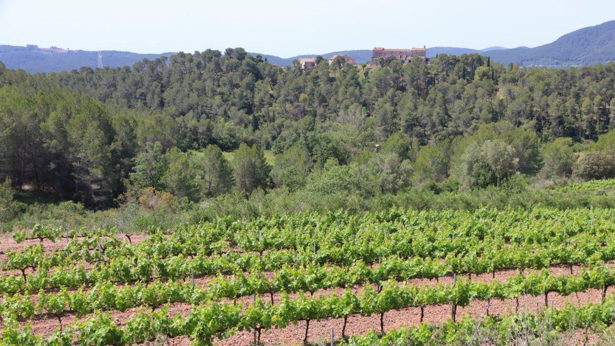 Imatge d'un camp de vinyes al Pla de Manlleu, envoltat de zona boscosa on hi viuen cabirols