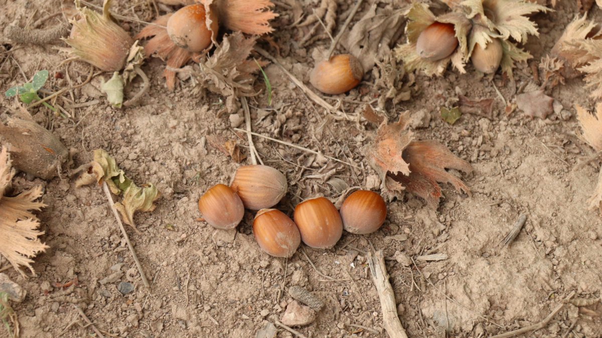 Un puñado de avellanas esperan a ser recogidas, en una finca de Vilallonga del Camp.