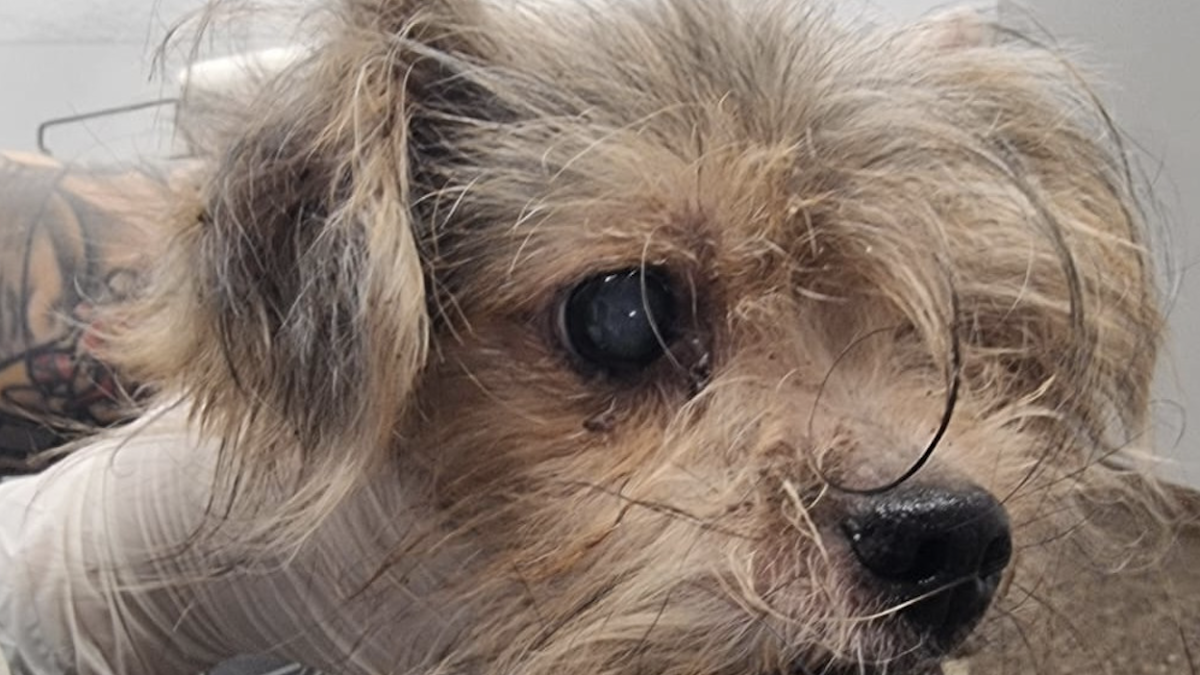 Uno de los perros rescatados en Figueres.