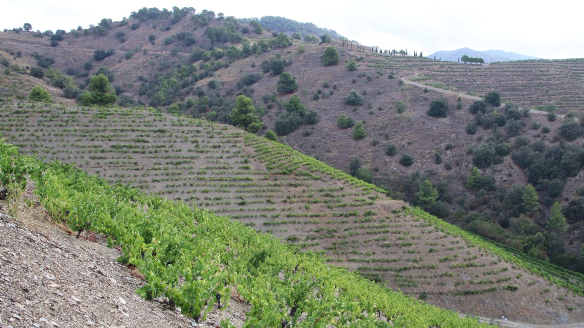 Imagen de una finca de viña en Porrera, con las cepas en buenas condiciones.