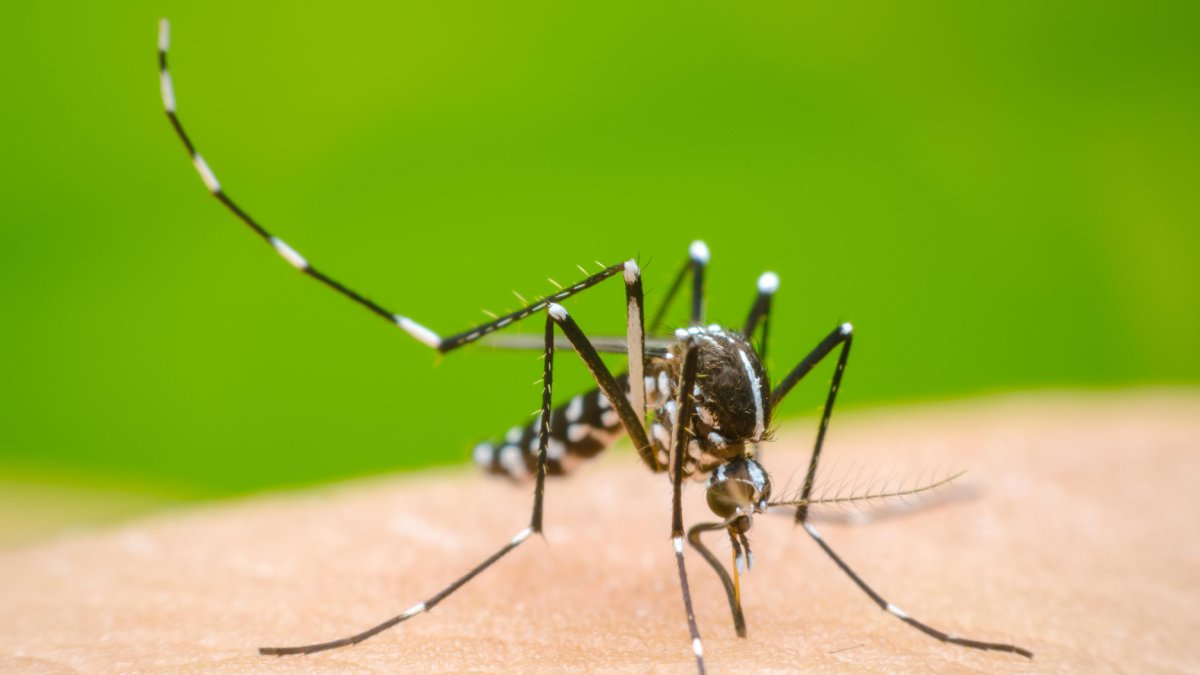 Imagen de un mosquito trasmisor del Dengue.