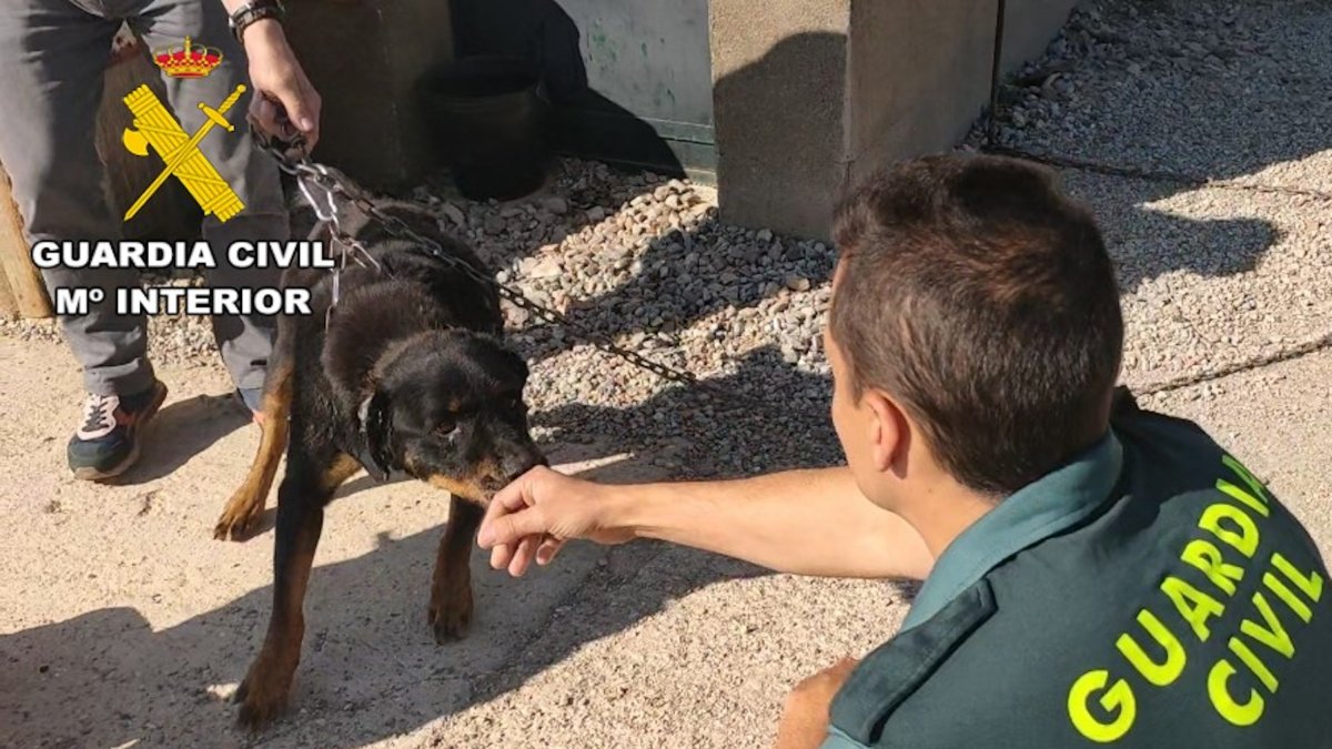 La Guardia Civil con uno de los perros localizado en Vilamalla.