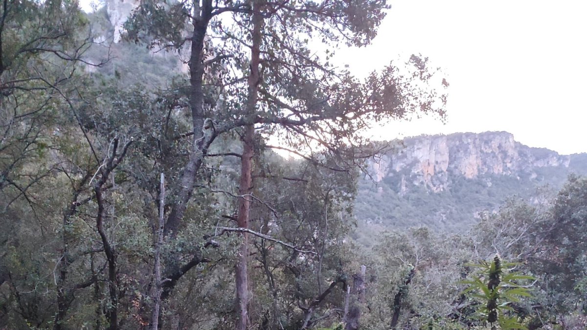 Plantació marihuana Prades